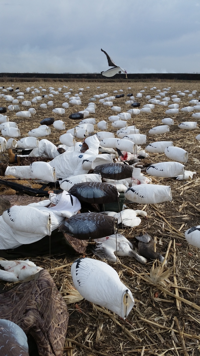 Missouri Snow Goose Hunting Photo